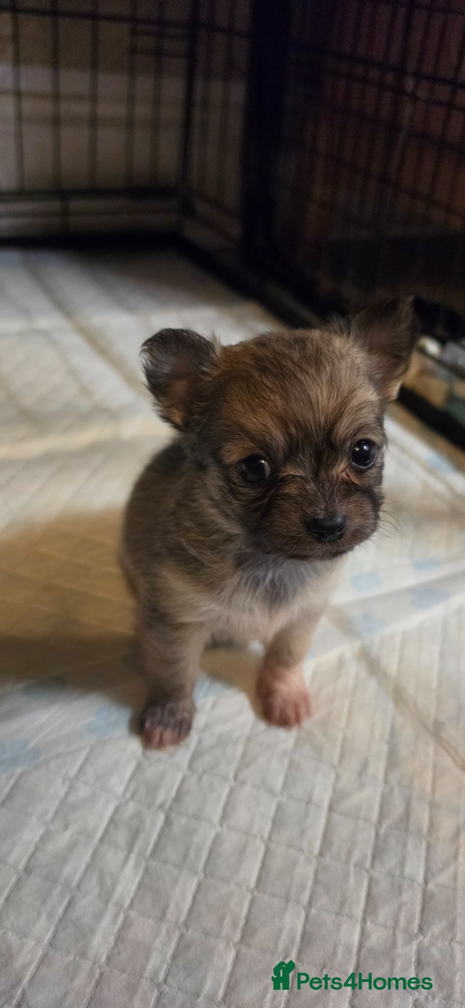 Chihuahua dogs 1 beautiful long haired chihuahua puppy (BOY) left - Advert 9