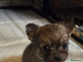 Chihuahua dogs 1 beautiful long haired chihuahua puppy (BOY) left - Advert 9