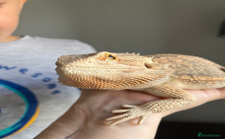 Bearded Dragon reptiles - Advert 4