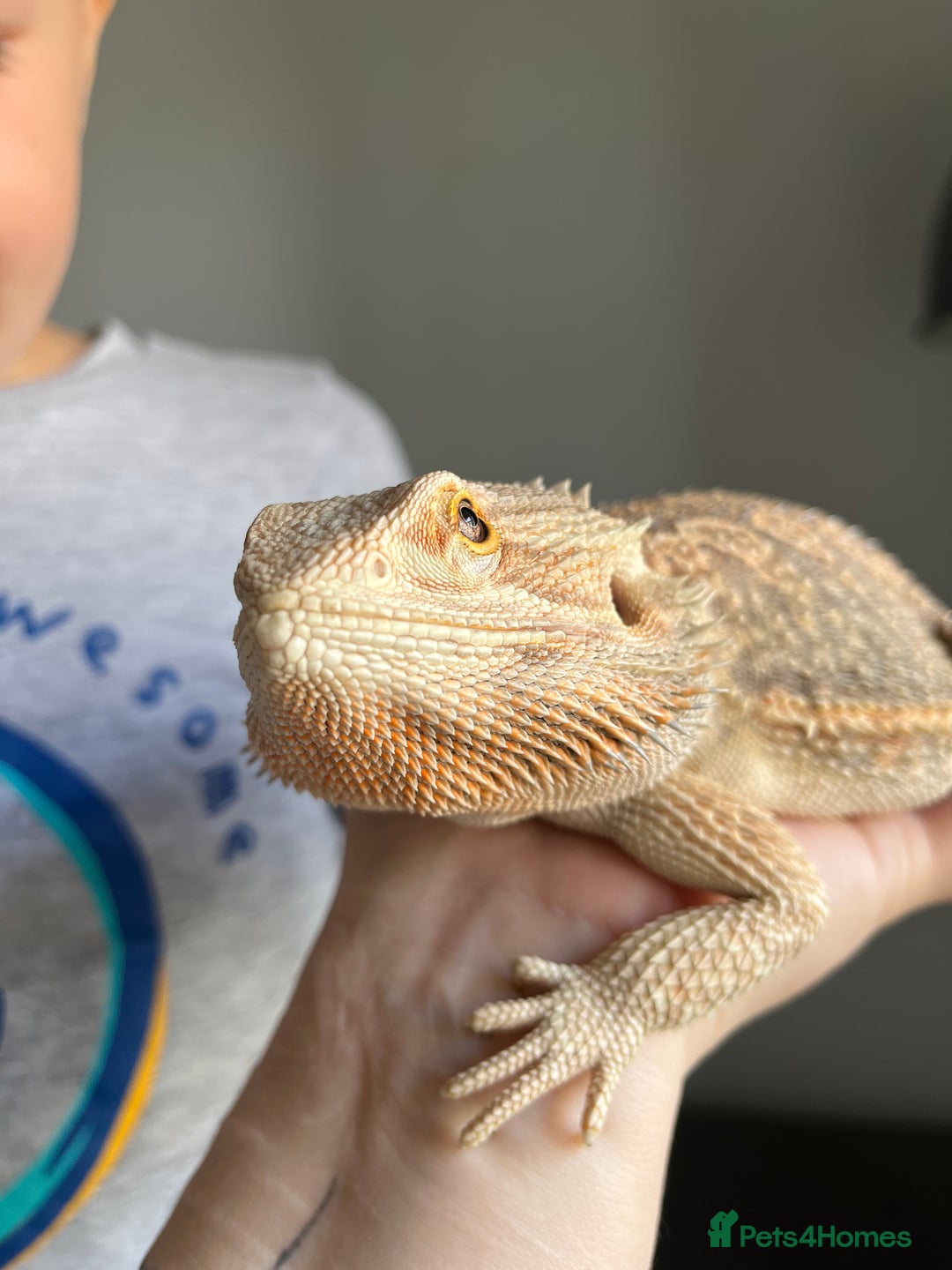 Bearded Dragon reptiles for sale: Bearded dragon  - Image 1