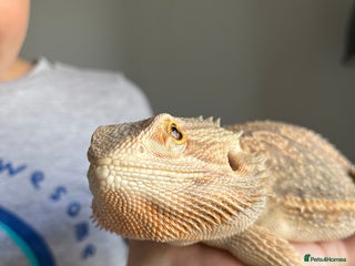 Bearded Dragon reptiles - Advert 3