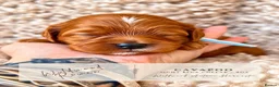 Cavapoo dogs for sale: 5 STAR LICENSED BREEDER BEAUTIFUL RED F1 CAVAPOOS - Advert 22