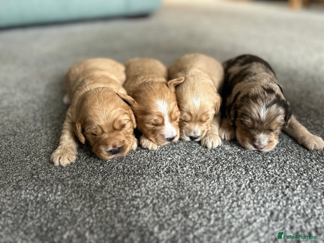 Cockapoo dogs for sale: Beautiful Cockapoo’s - Advert 12