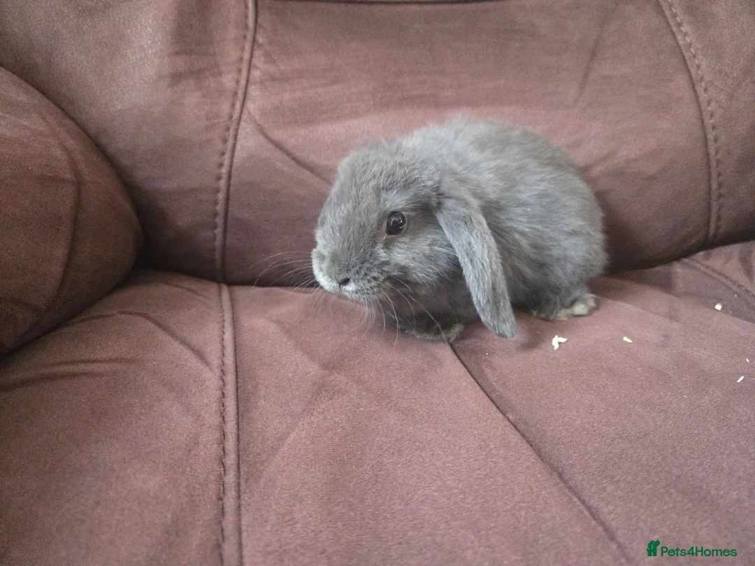 Mini Lop rabbits for sale: Mini lops available  - Advert 2