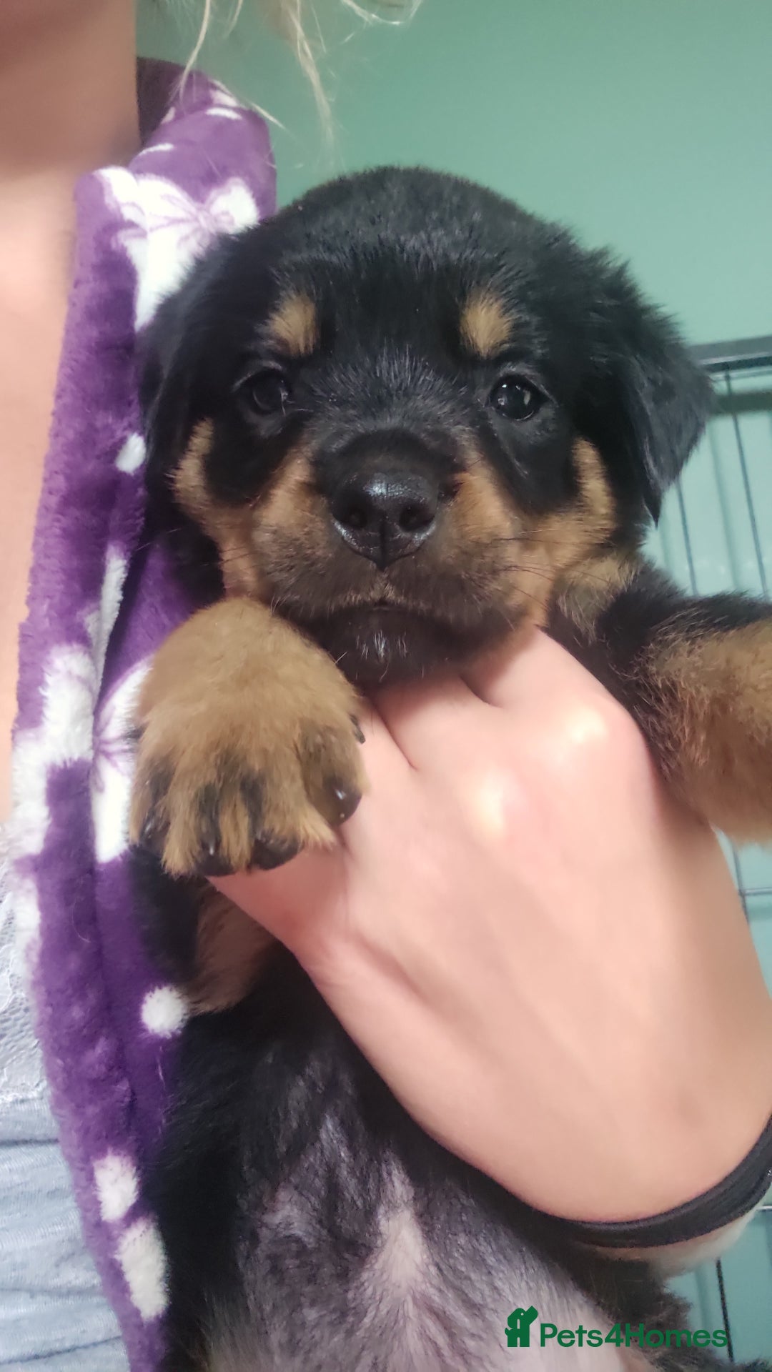 Rottweiler dogs for sale: Rottweiler Champion bloodline  - Image 38
