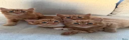 Mixed Breed cats for sale: Beautiful fluffy ginger kittens  - Advert 8