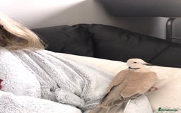 Doves birds for sale: Ring neck doves indoor pets  - Image 1