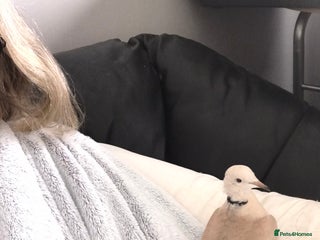 Doves birds - Advert 6