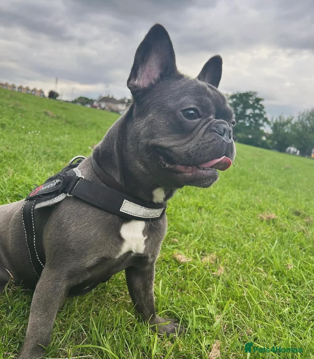 French Bulldog dogs for sale: French bulldog  - Advert 2