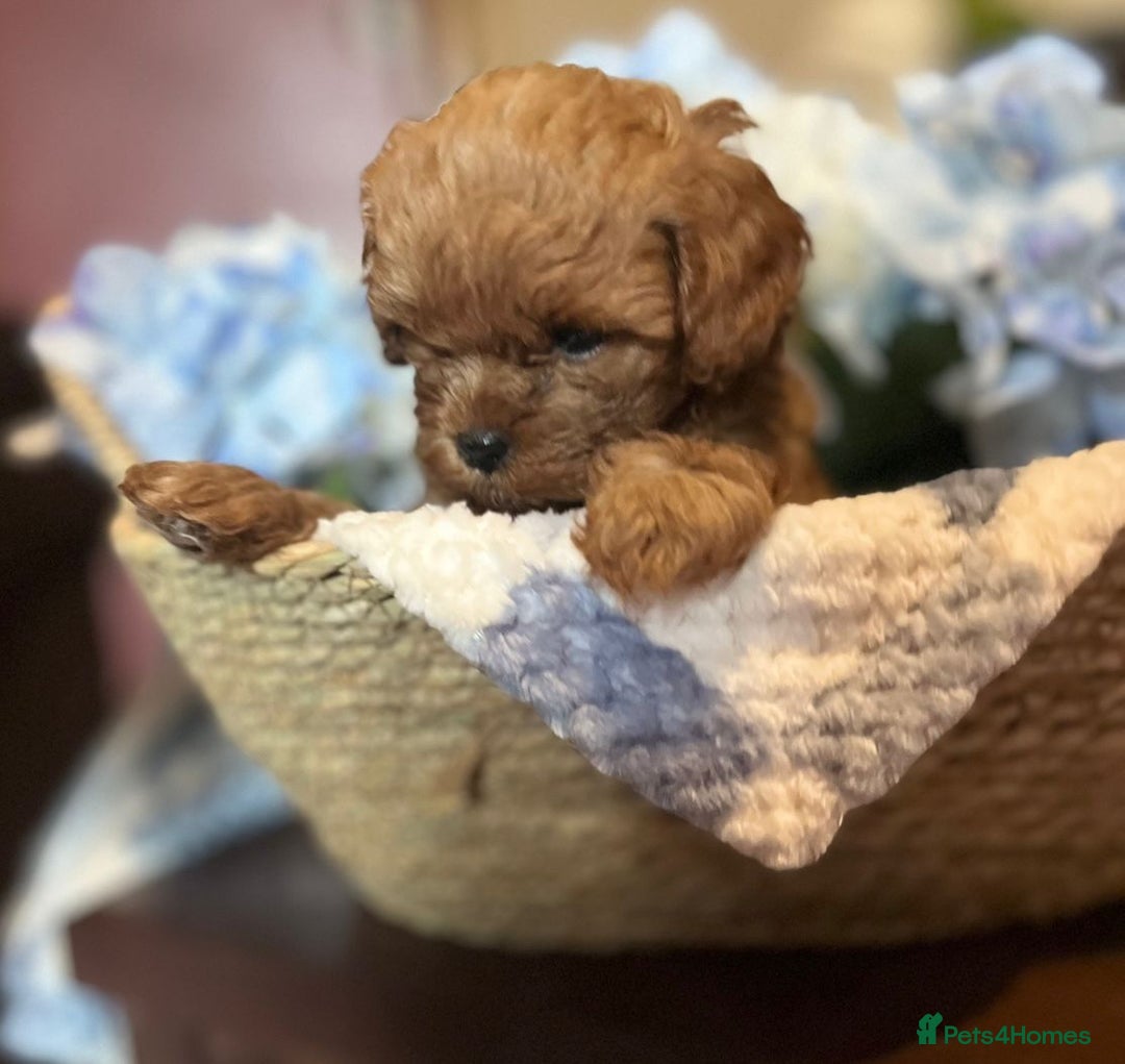 Shihpoo dogs for sale: 💙💗💗 stunning  F1 shihpoo puppies 🔥  - Image 8