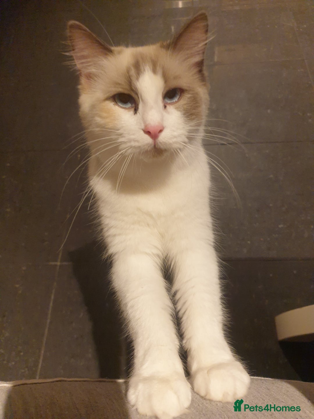 Ragdoll cats for sale: 2 ragdoll cats for rehoming - Image 2