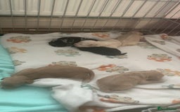 Cockapoo dogs for sale: Last merle girl available  - Image 10