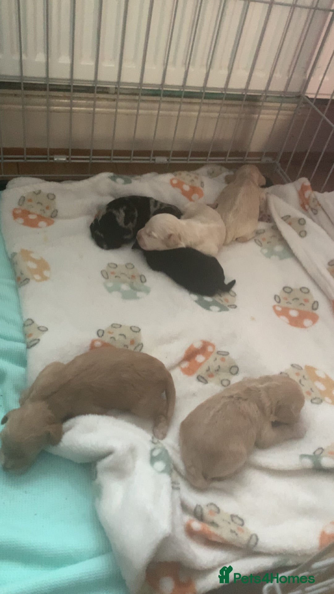 Cockapoo dogs for sale: Last merle girl available  - Image 10