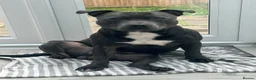 Staffordshire Bull Terrier dogs for stud: Blue Staffy Stud Available - Advert 6