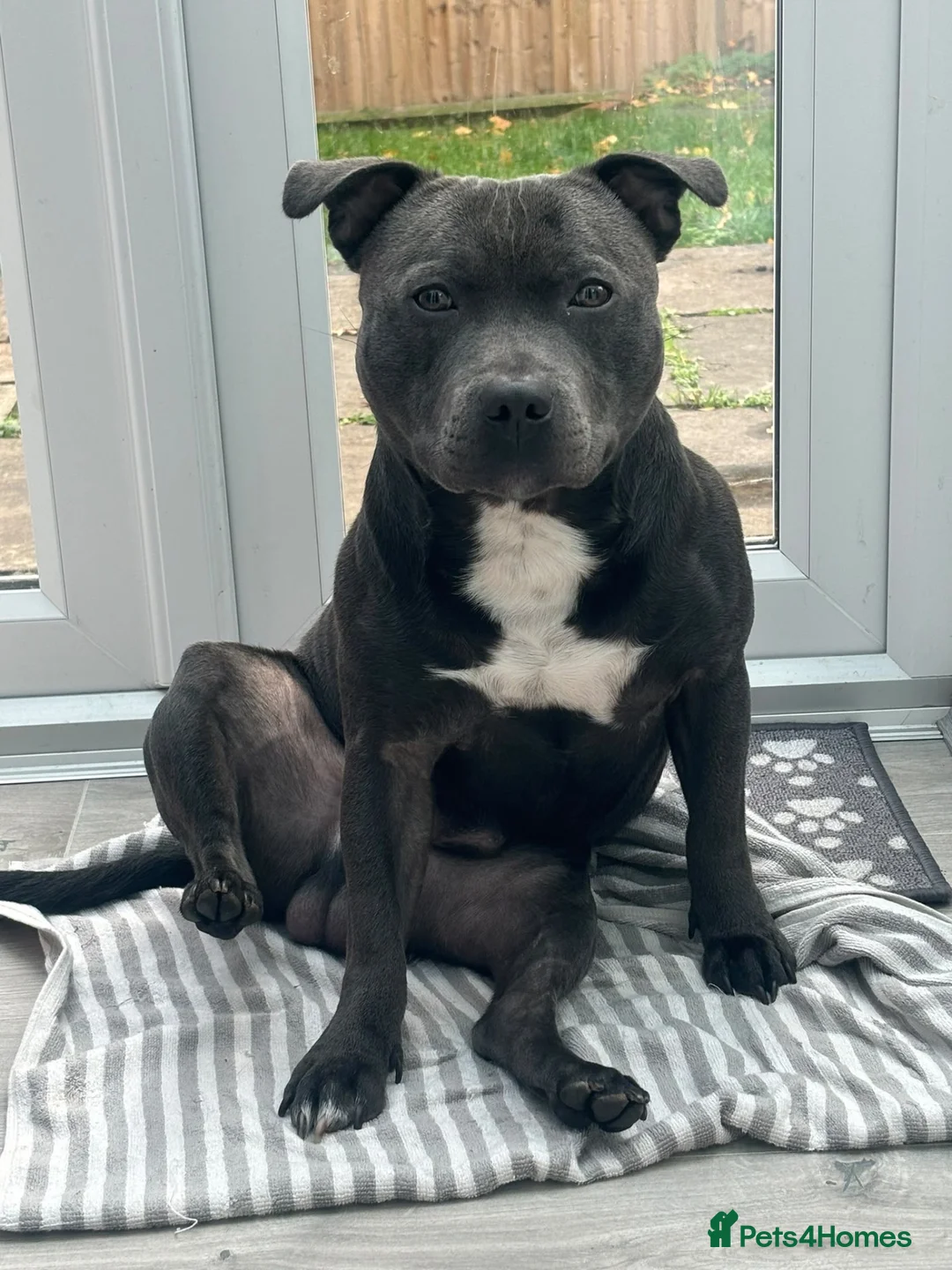 Staffordshire Bull Terrier dogs for stud: Blue Staffy Stud Available - Advert 6