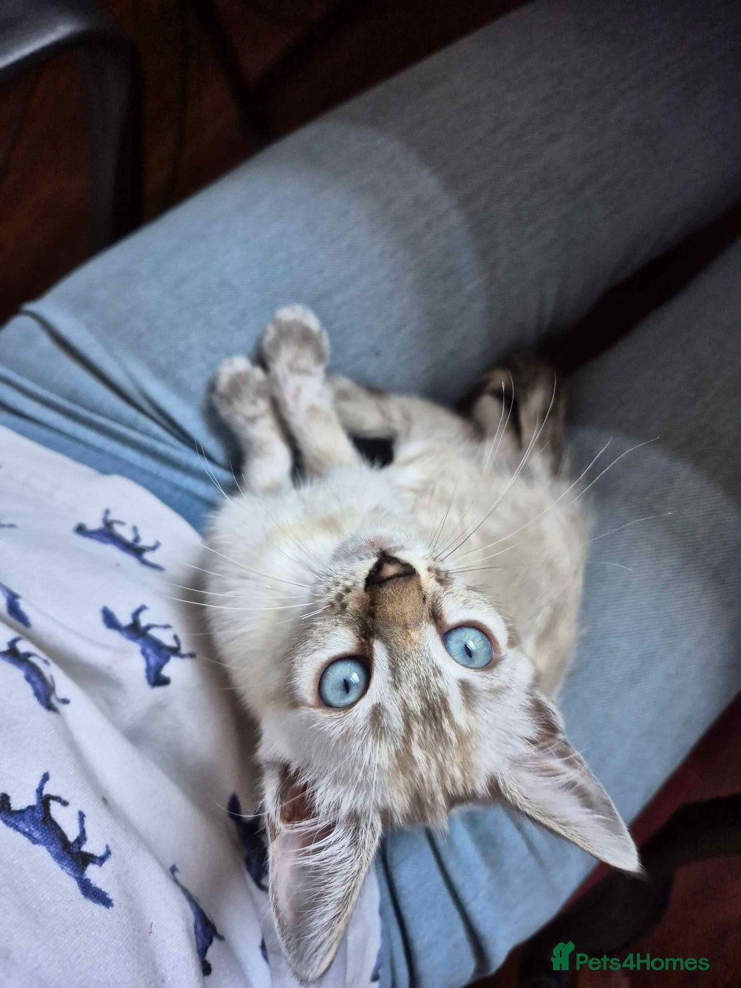 Bengal cats for sale: ONE LEFT! TICA F6 CLOUDED Rosetted bengal kittens  - Image 5