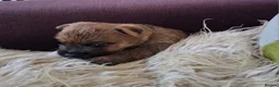 Cairn Terrier dogs for sale: Stunning pedigree litter bred from champion cairns - Advert 12