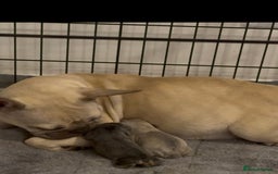 French Bulldog dogs for sale: 4 Little puppy original french bulldog 3 girls1 bo - Image 1