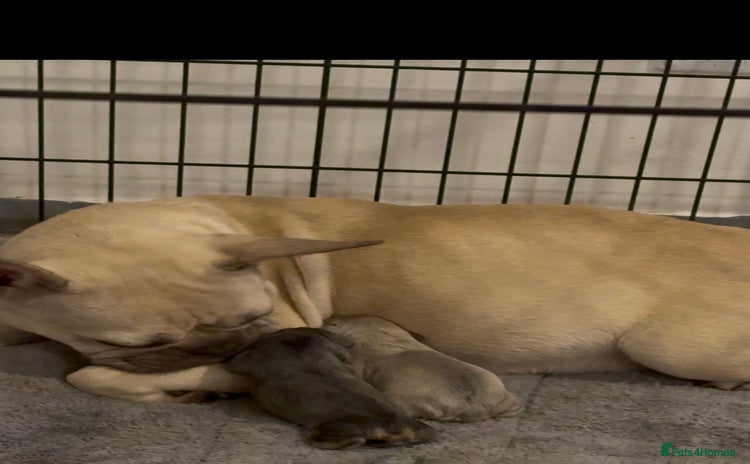 French Bulldog dogs - Advert 1