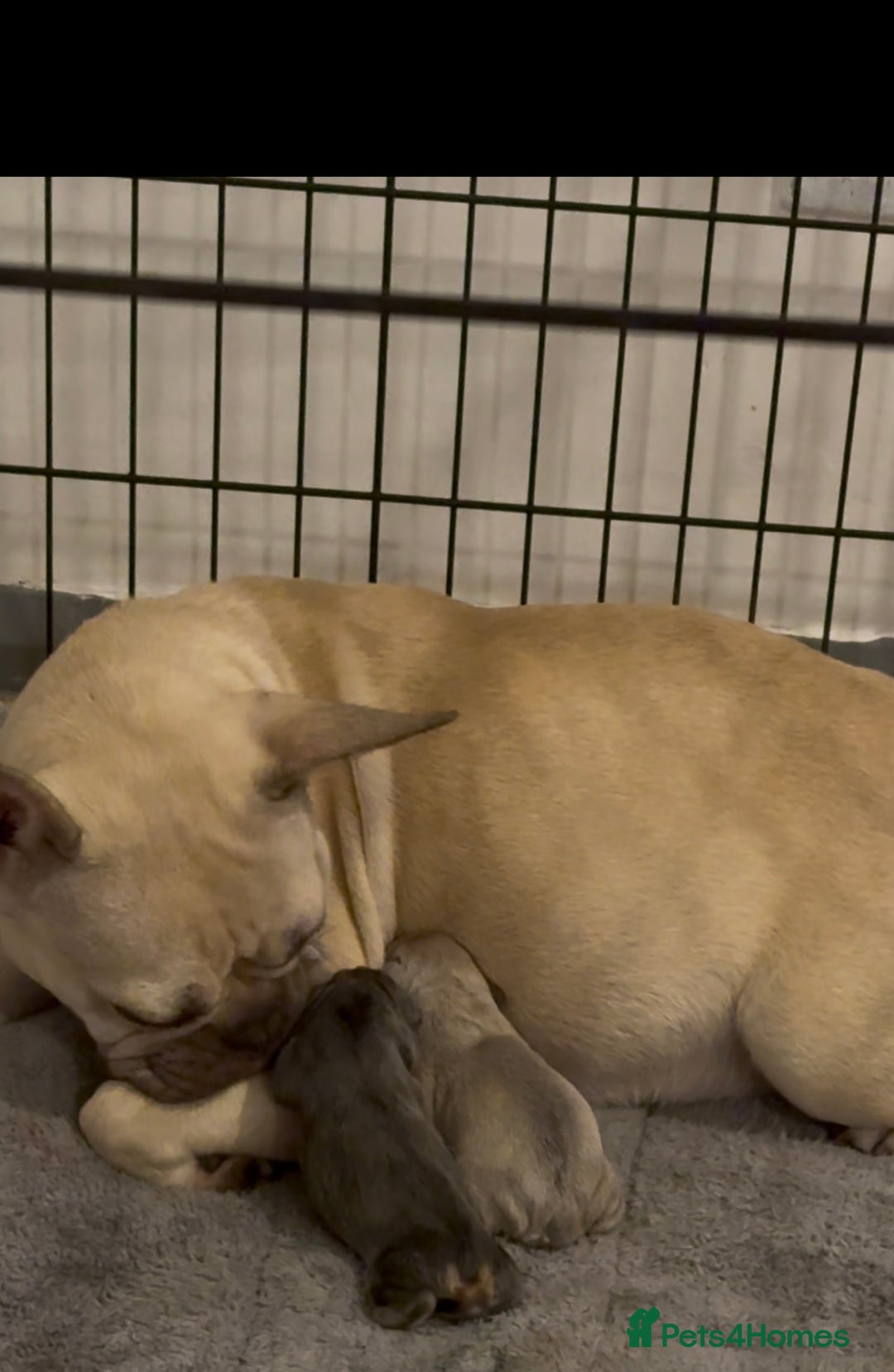 French Bulldog dogs for sale: 4 Little puppy original french bulldog 3 girls1 bo - Image 1