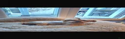 Yorkshire Terrier dogs for sale: Yorkshire terrier puppy boy  - Advert 2