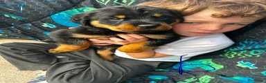 Rottweiler 1