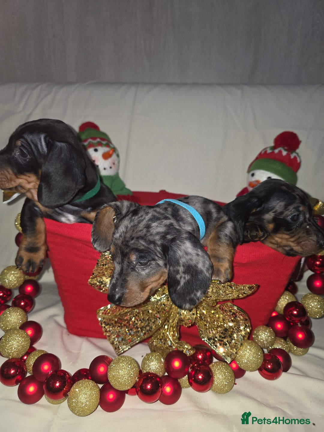 Miniature Dachshund dogs for sale: Miniature dachshund  - Advert 7