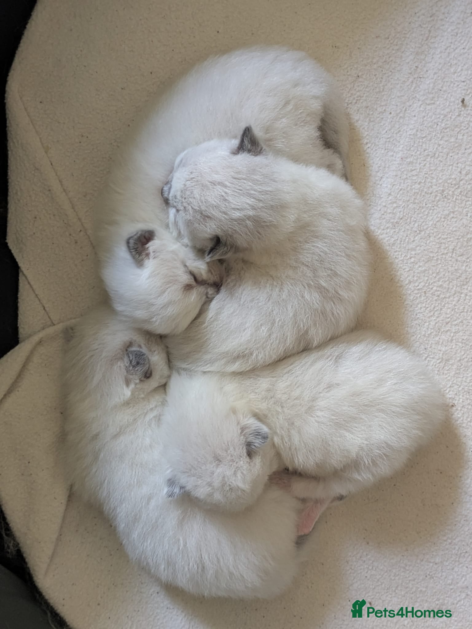 Ragdoll cats Stunning Ragdoll Kittens - 2.5 weeks old. - Advert 4