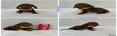 Miniature Dachshund 4