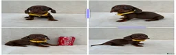 Miniature Dachshund dogs for sale: Dachshund puppies 3 boys 3 girls KC registered - Advert 26