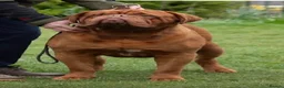 Dogue De Bordeaux dogs for sale: UK CHAMPION SIRED PUPPIES DUE SOON  - Advert 3