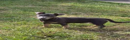 Jack Russell dogs for sale: Friendly Jack Russell pups looking for a new home - Advert 7