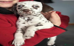 Dalmatian dogs for sale: KC Dalmatian Puppies  - Advert 23