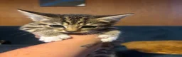 Mixed Breed cats for sale: Kittens for sale in Chelmsford - Advert 1