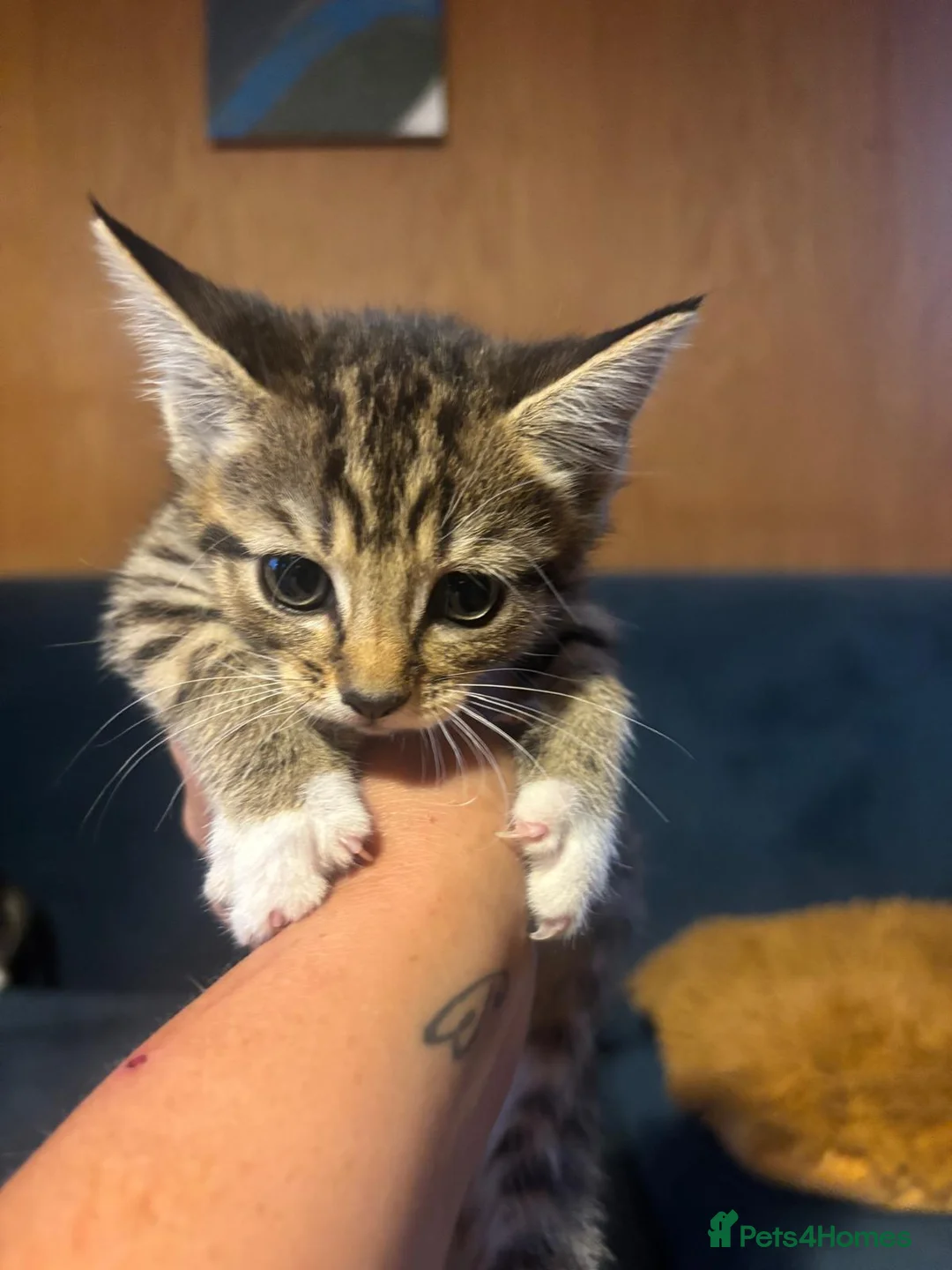Mixed Breed cats for sale: Kittens for sale in Chelmsford - Advert 1