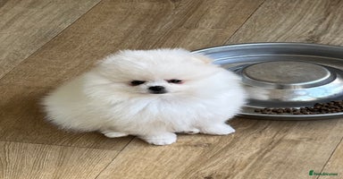 Pomeranian dogs - Advert 11