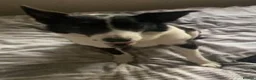 Border Collie dogs for sale: Stella - Gentle 6yo Border Collie in Milton Keynes - Advert 5