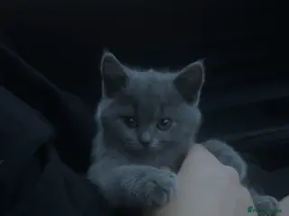 British Shorthair cats British shorthair kittens - Advert 1