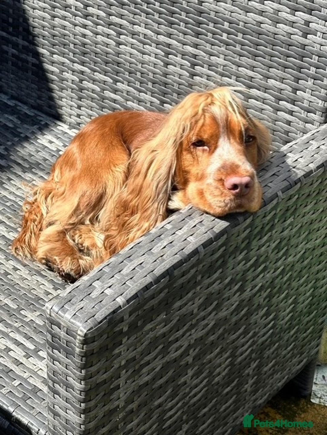 Cockapoo dogs for sale: Adorable Cocker/Cockapoo Puppies - Only 1 left! - Advert 12