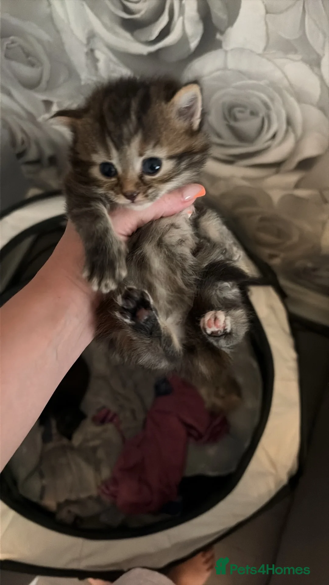 British Shorthair cats for sale: British blue cross Norwegian forest  - Advert 7