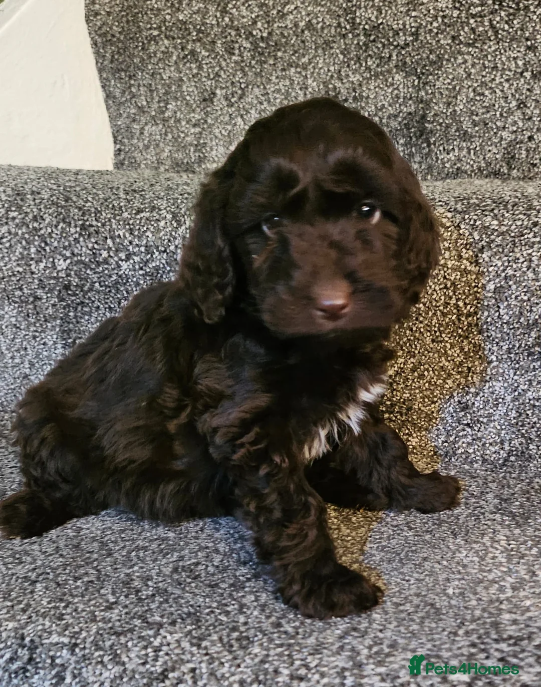 Sproodle dogs for sale: STUNNING SHOW SPRINGAPOO PUPPIES FOR SALE  - Advert 1