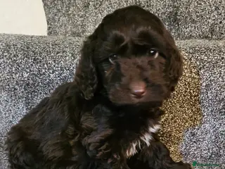 Sproodle dogs STUNNING SHOW SPRINGAPOO PUPPIES FOR SALE - Advert 1