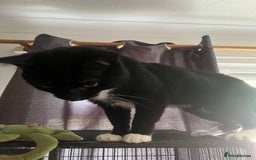 Domestic Shorthair cats for sale: Black and white cat  - Image 3