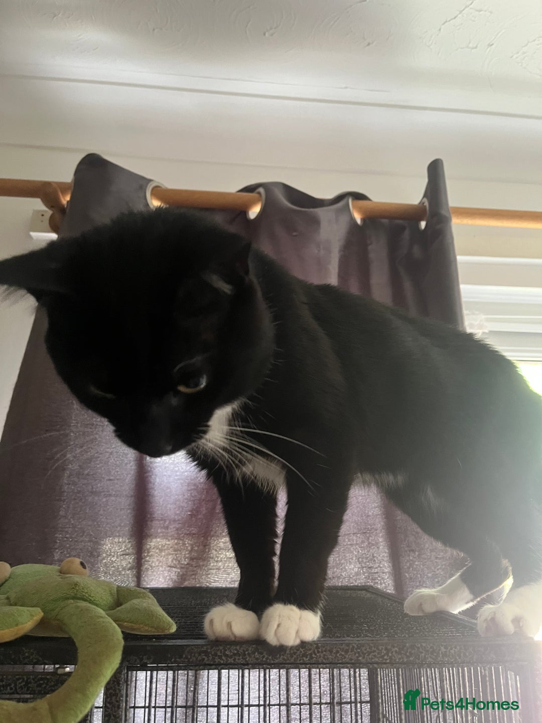 Domestic Shorthair cats for sale: Black and white cat  - Image 3