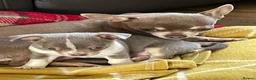 Chihuahua dogs for sale: Lilac girl in Grimsby - Advert 9