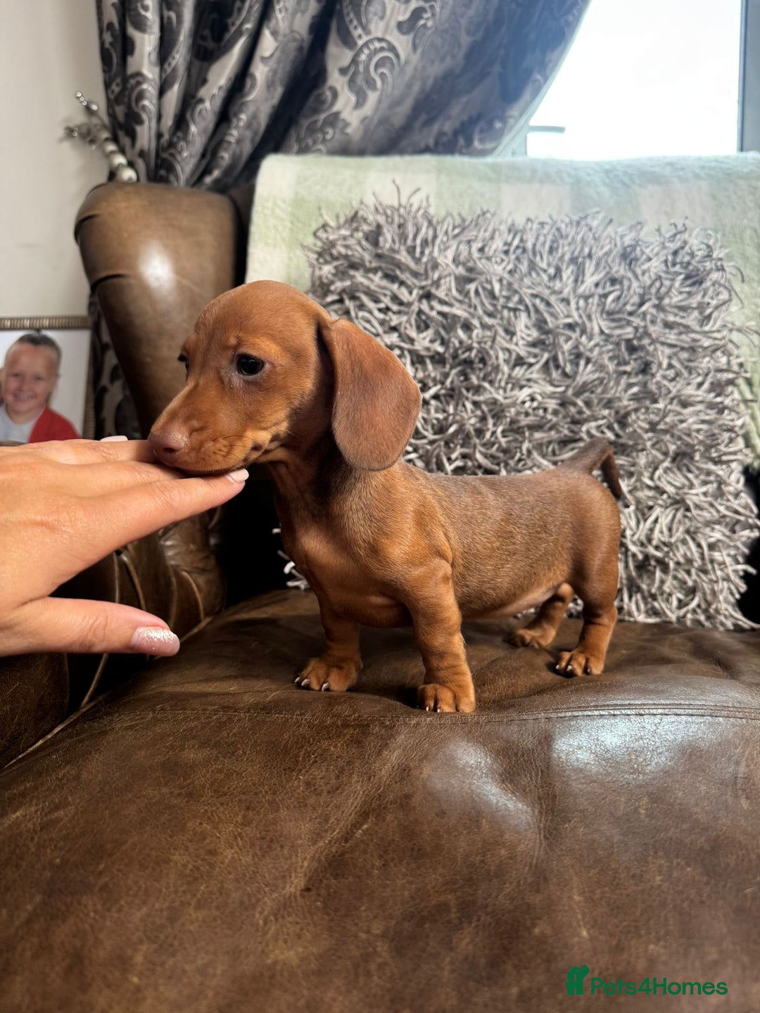 Miniature Dachshund dogs for sale: Miniature Dachshund Puppies - Image 9