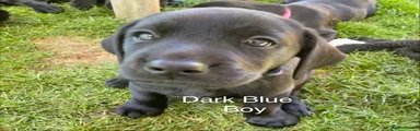 Labrador Retriever Puppy 2