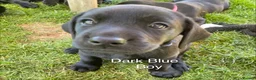 Labrador Retriever dogs for sale: Gorgeous Black Labrador Puppies - READY NOW - Advert 14