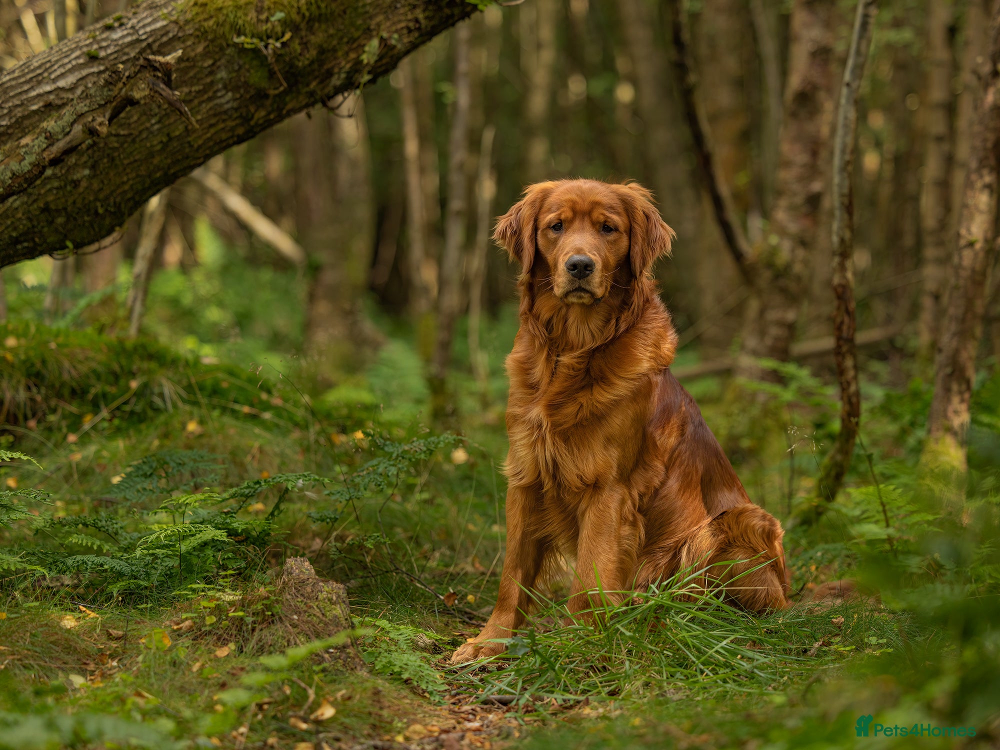 Golden Retriever dogs Fully health tested stud dog  - Advert 1
