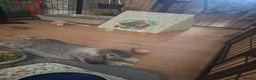 Mini Lop rabbits for sale: 2 sister mini lops  in Port Talbot - Advert 11